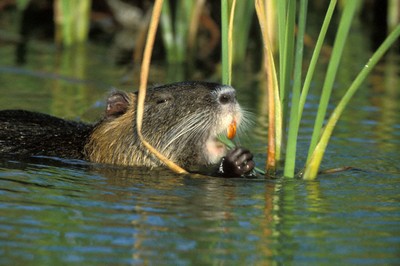 nutria-f3.jpg