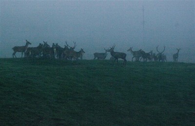 Piana Cansiglio Cervi 11 - 2 Ott 2011.jpg