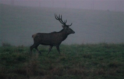 Piana Cansiglio Cervi 6 - 2 Ott 2011.jpg