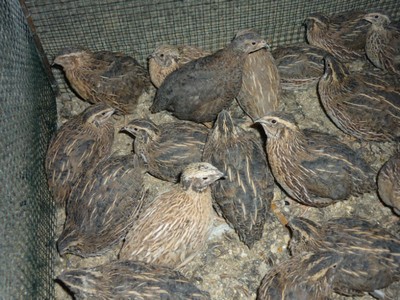 quaglie-2.jpg
