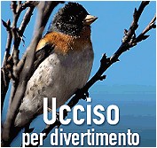 ucciso.jpg