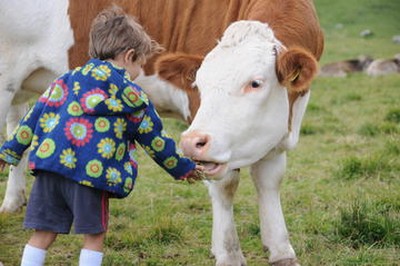 un_bambino_da_dell_erba_a_una_mucca__-_agosto_2008_large.jpg