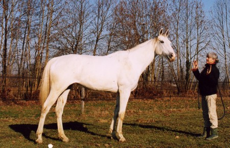 Margherita, purosangue irlandese, 1996-2010