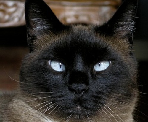 Questa è (era) la mia Zoe