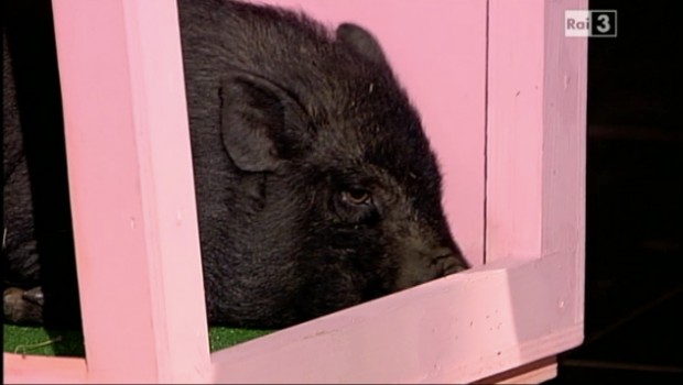 maiale_luciana_littizzetto