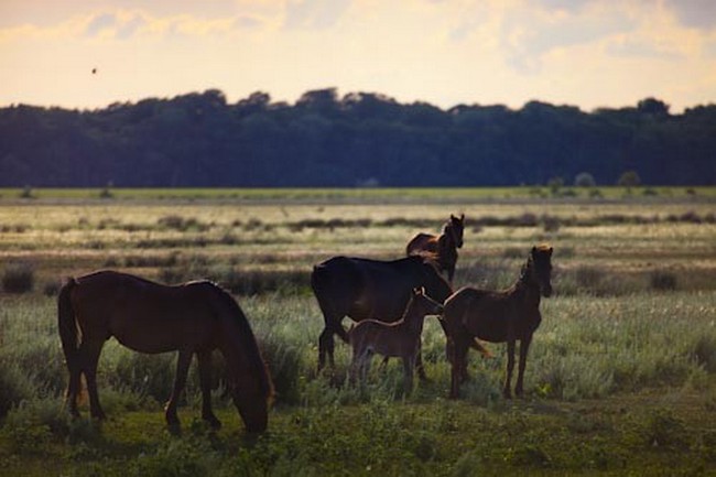 Romania, Danube Delta, Letea forest, wild horses