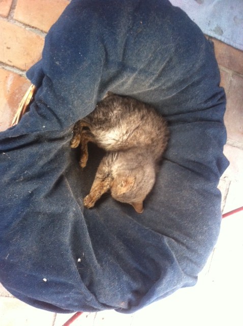 gatto_morto