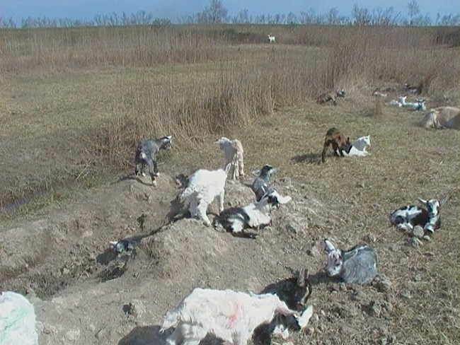 L'asilo dei capretti