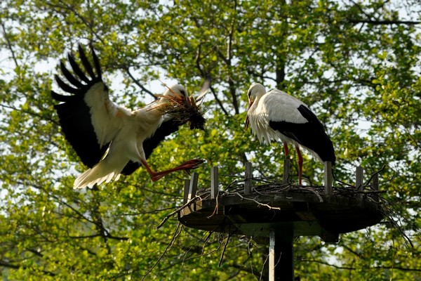 A Cervara si costruisce il nido