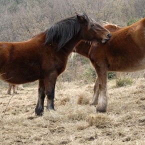 Cavalli di Pietralata