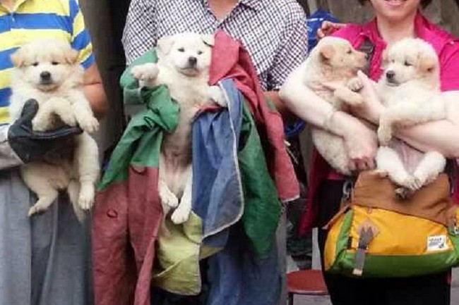 Quattro cuccioli salvati a Yulin (foto di Humane Society International)