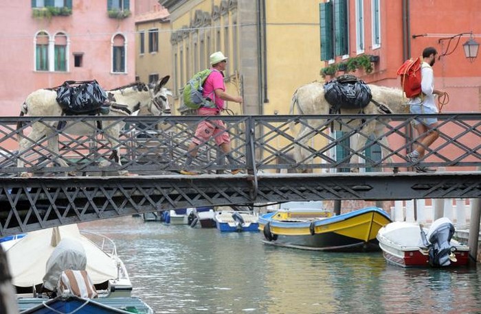 Asini a Venezia