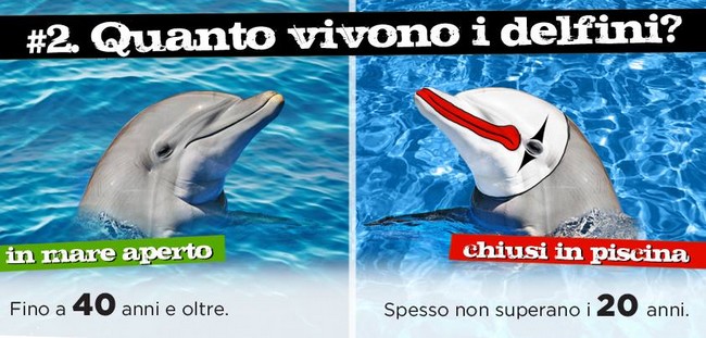 Liberta_per_i_delfini