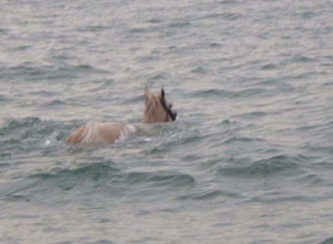 Il cavallo in mare