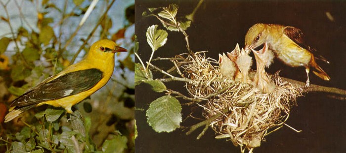 Famiglia di Rigogolo