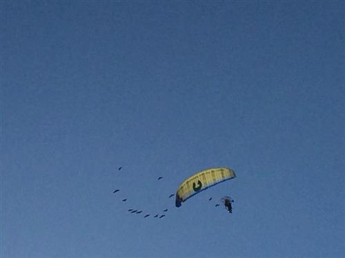 Ibis nel cielo del Lido di Venezia