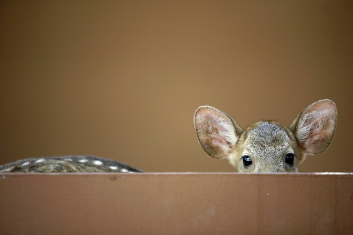 Au-zoo-de-Zurich-degustez-les-animaux_article_landscape_pm_v8
