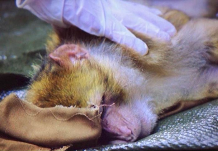 Alberta addormentata