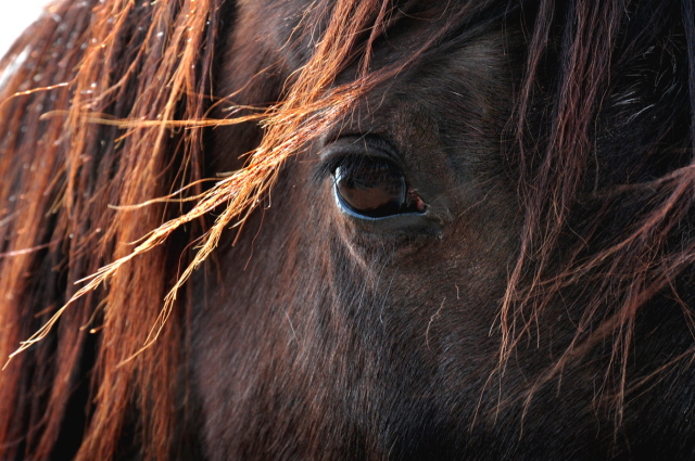 horse-eye