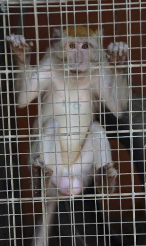 Macachi Università di Modena