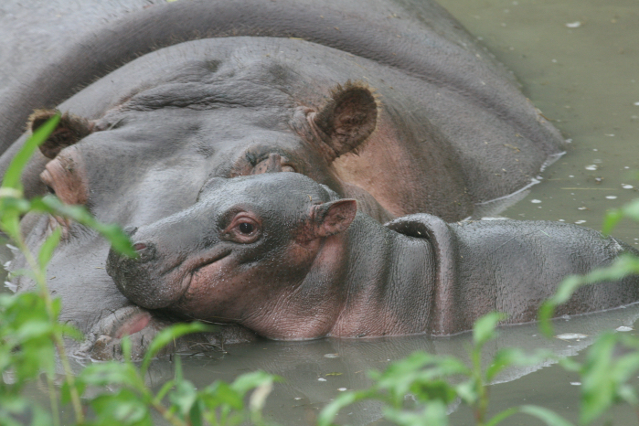 Camilla e il piccolo