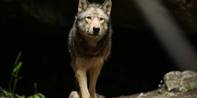 Nelson in The Promise