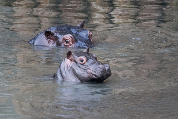 Camilla e il piccolo