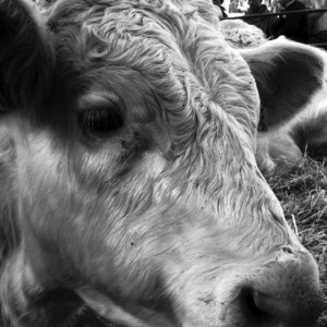 csm_Pablo_Spanien-2010-11-25_7c47df9b27