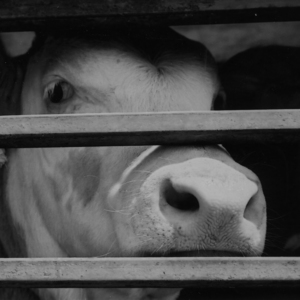 csm_Tomislav_Serbien-2002-05-11_5a4e029434