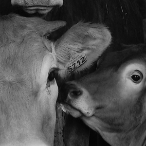 csm_Veronika_Fridolin_unknown_a3ea62ad27