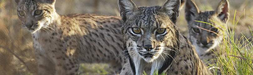lince iberica