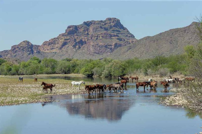Salt-River-Wild-Horses