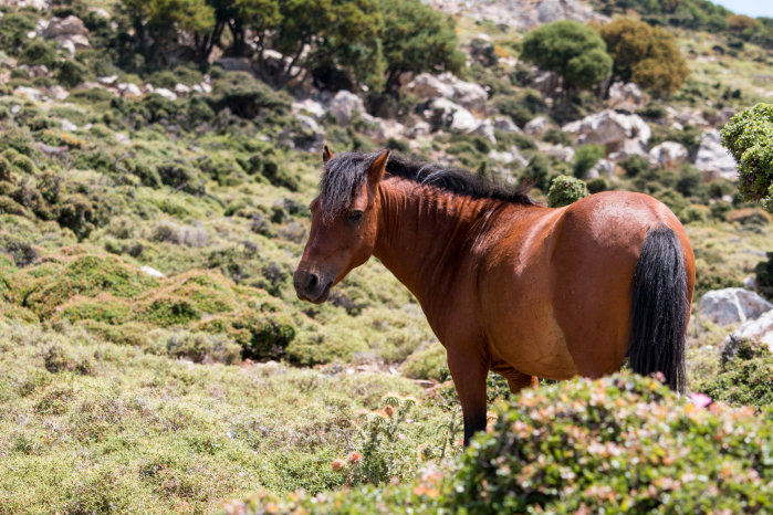 I cavallini di Skyros
