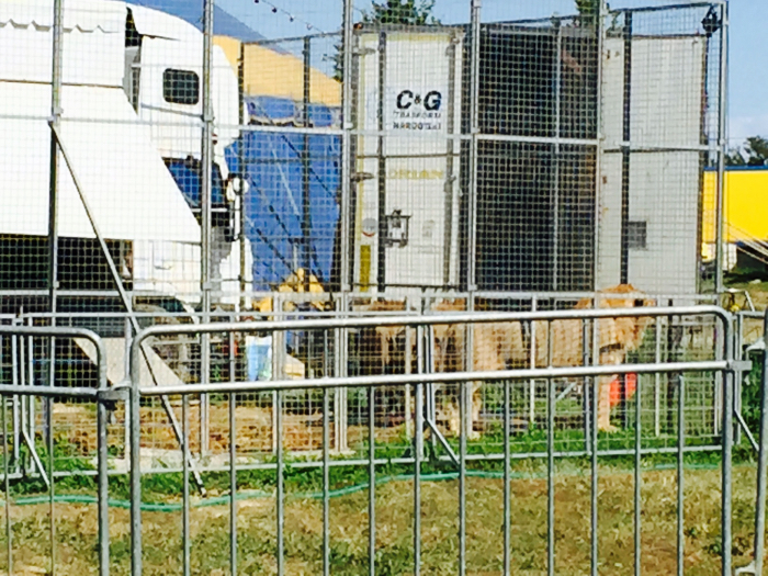 Leoni circo Nelly Orfey