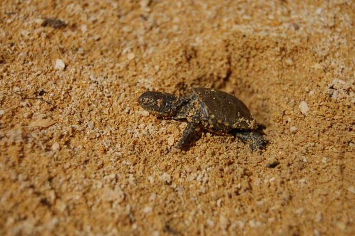 Neonate tartarughe ai Laghi Preola