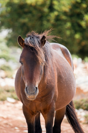 I cavallini di Skyros