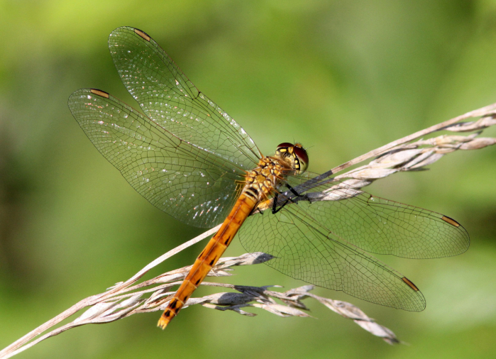 libellula