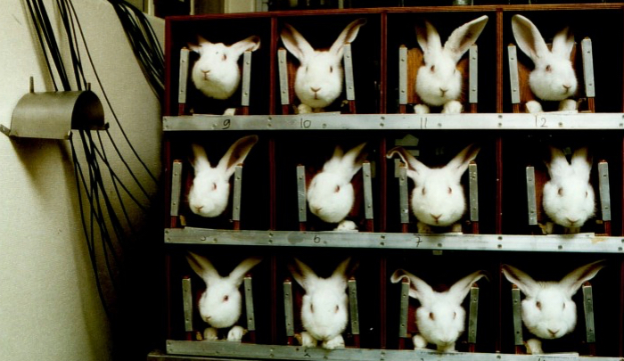 sperimentazione animale