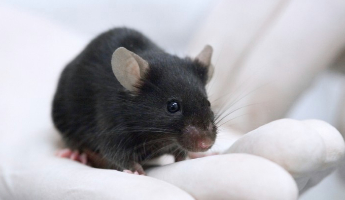 sperimentazione animale