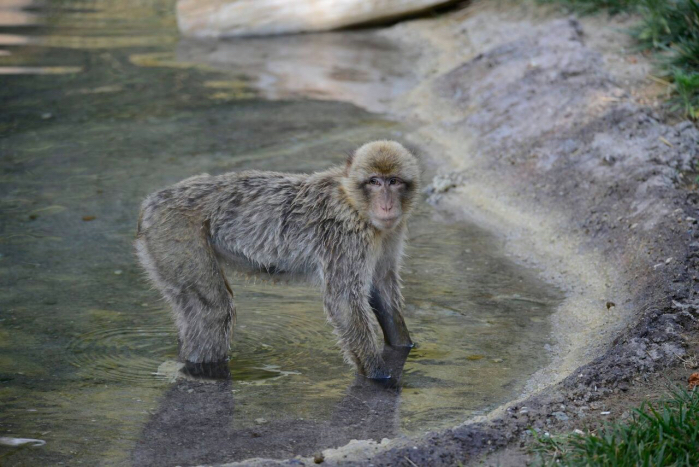 Bertuccia al Parco Natura Viva