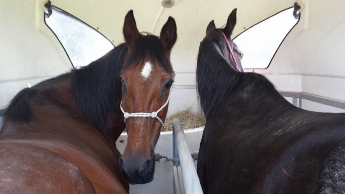 Lucy, a sinistra. Vicino a sua sorella NightFire. Il giorno in cui le abbiamo portate a casa.