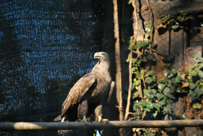aquila di mare coda bianc