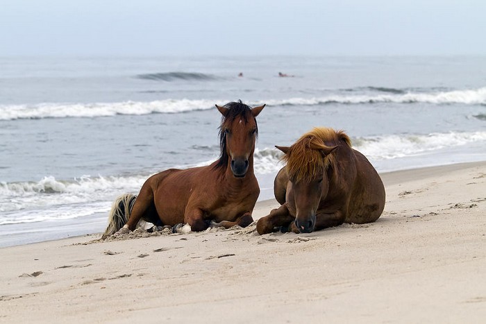 Wild-Horses-of-Assateague-Island-Edward-Kreis