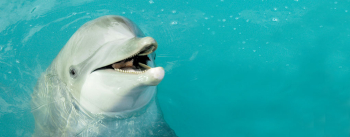 dolphin