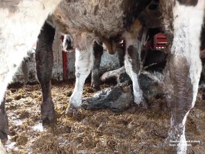  © Eyes on Animals, TSB|AWF)