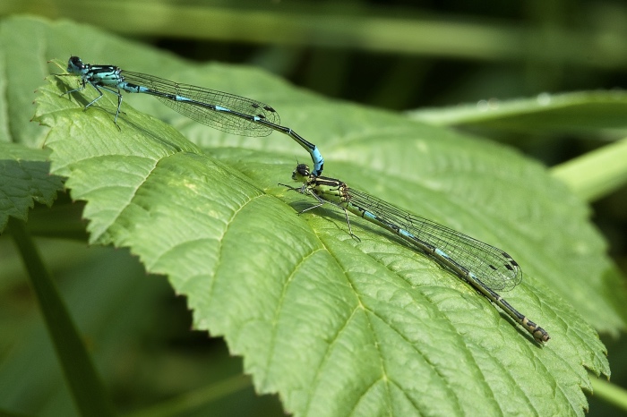 Coenagrion pulchellum