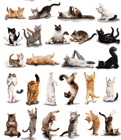 gatti pilates