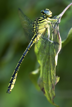 Gomphus flavipes