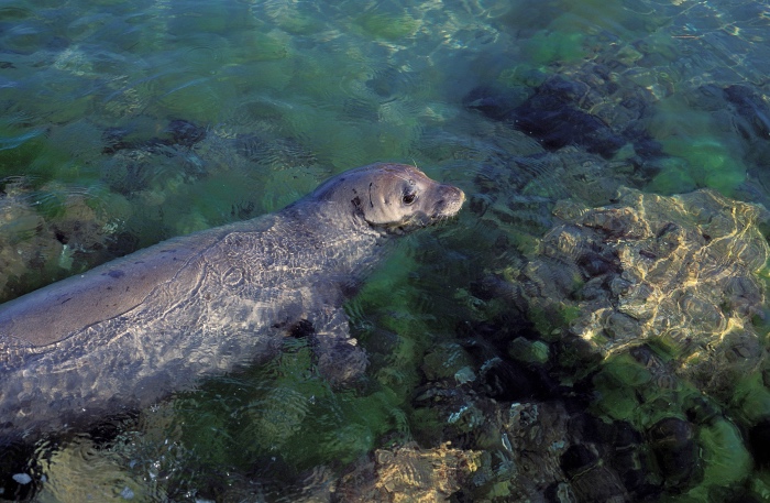 Foca monaca (foto di Emanuele Coppola)