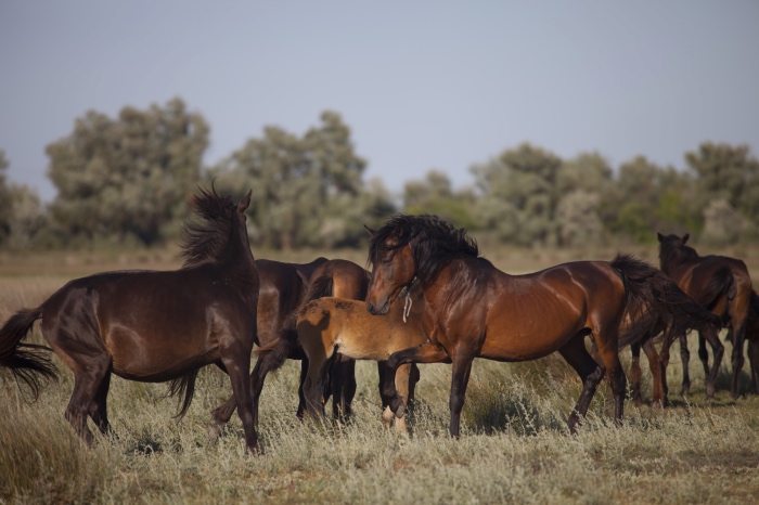 Romania, Danube Delta, Letea forest, wild horses